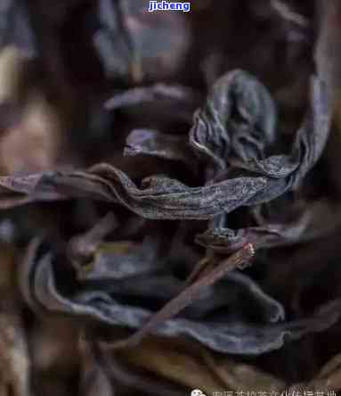 年益寿不老茶-年益寿不老春