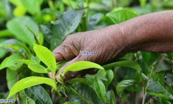 百年老茶树移植时间：详细时间表与移植时期