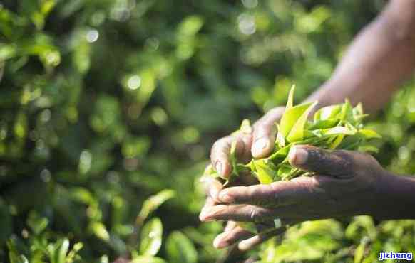 种茶怎样快速赚钱？详细策略分享