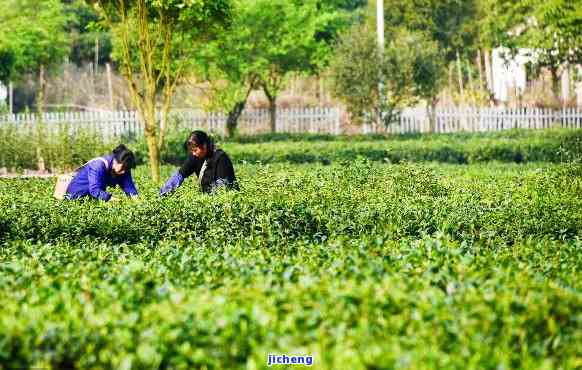 种茶怎样快速赚钱？详细策略分享