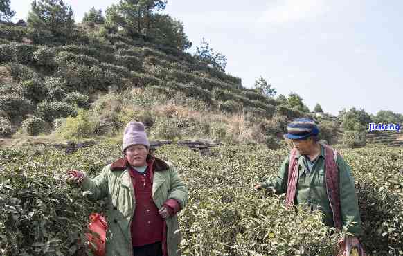 大山种茶的外公-大山种茶的外公是谁