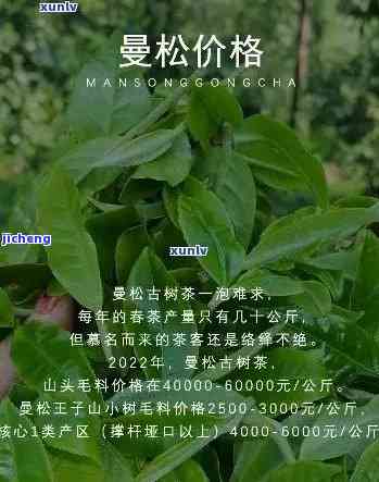 曼松贡茶的口感-曼松贡茶的口感和特点