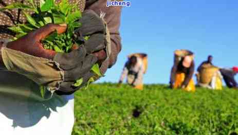 不能产茶的省份-不能产茶的省份是