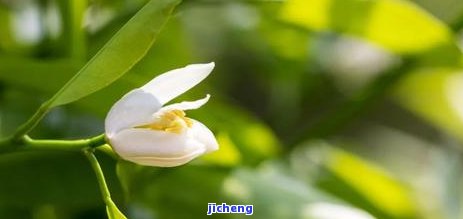 春茶一般在几月采摘、开花？