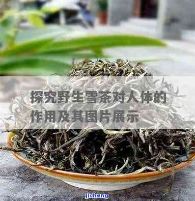 森林雪茶的成分表：详细解析与图片展示