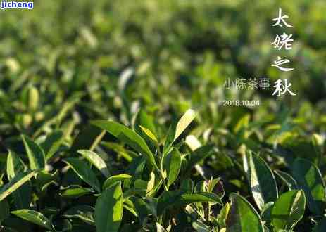 16年的白露茶饼值多少钱？