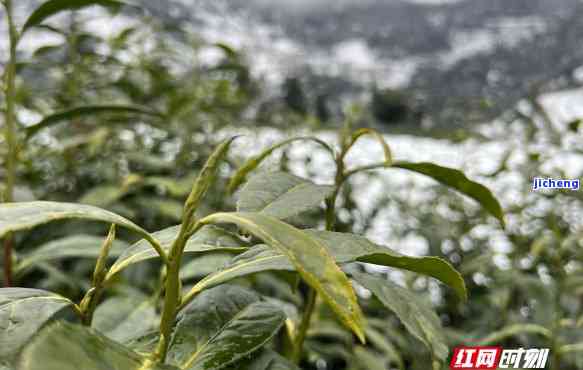 瑞雪兆丰年茶叶，瑞雪兆丰年：品味茶叶的丰收节