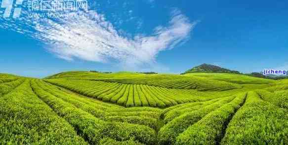 天门种茶的地方有哪些，探秘中国天门的茶叶种植地