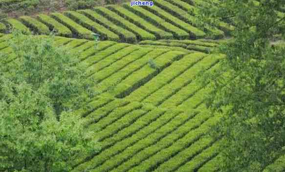 天门种茶的地方-天门种茶的地方在哪里