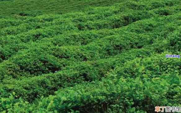 天门种茶的地方-天门种茶的地方在哪里