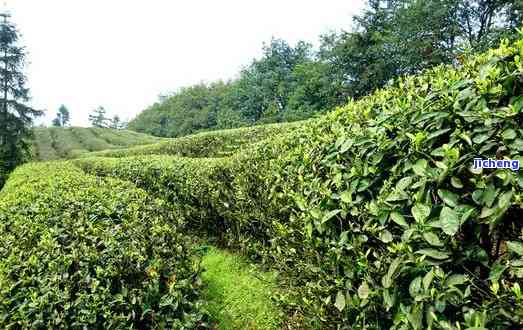 成都种茶的地方-成都种茶的地方有哪些