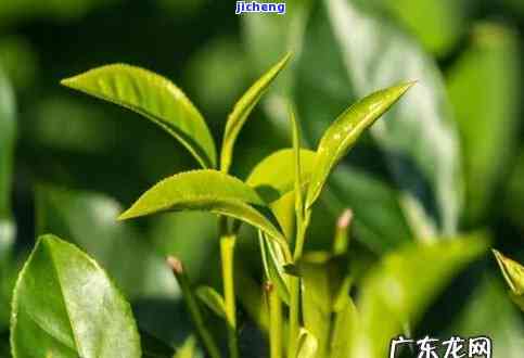 茶树生长多少年可以结果？从开花到结实的时间解析