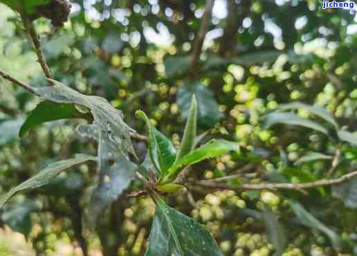 寻找年轻人喜爱的茶？看这里！全网热销的一网打尽！