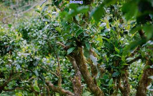 百年古茶树图片高清，珍贵的百年古茶树：高清图片欣