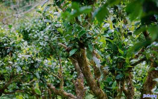 百年古茶树值多少钱，探寻千年古茶树的价值：它们到底能卖多少钱？