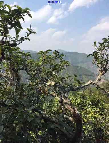 赞美百年古茶树-赞美百年古茶树的句子