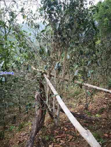 二三十年的茶树图片大全，经典回顾：20-30年代珍贵茶树图片全记录