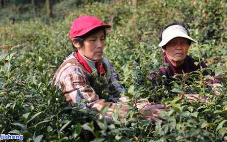 茶树的生命年限-茶树的生命年限是多少