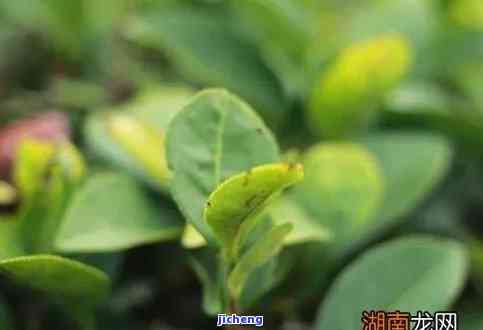 茶树成年期，探究茶树的成年期：生长过程、生理特性和管理要点