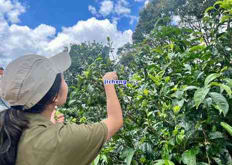 茶艺词建百年：庆建100周年，献礼的生日，传承茶艺文化，共筑中国梦