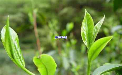 一个喝好茶的店是哪里的，探秘优质茶叶：喝好茶的店在哪里？