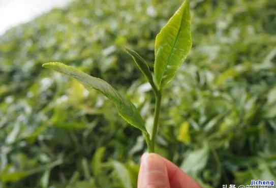 小叶种茶的代表产品，探秘茶叶世界：小叶种茶的代表产品介绍