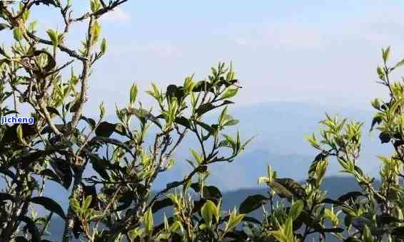 营盘山茶的特点介绍，营盘山茶的特别魅力：特点介绍