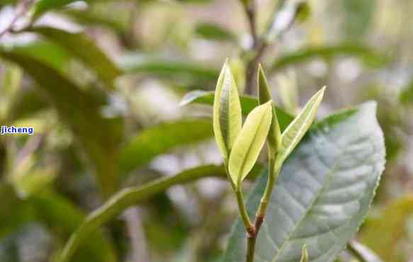 二嘎子茶的特点-二嘎子茶的特点是什么