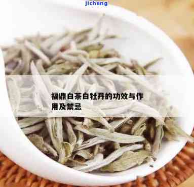 白牡丹茶：特点、功效与作用全解析