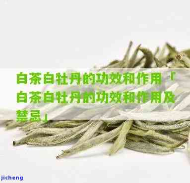 全面解析：白牡丹茶的特点、功效及作用，及其饮用禁忌