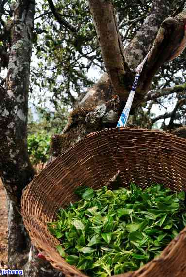 百花潭茶叶产地和特点，《探秘百花潭茶叶的产地与特别特点》