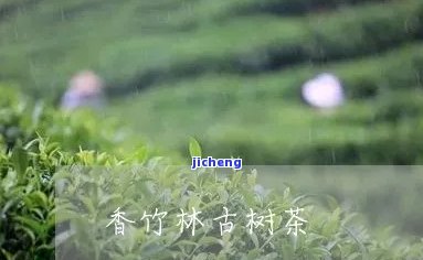 香竹林属于哪个茶区？熟悉其归属与来历