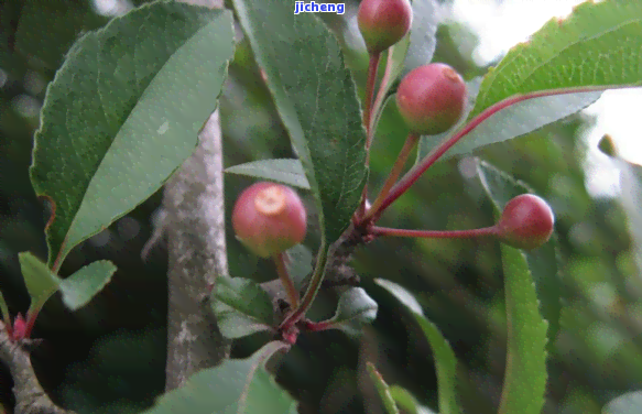 老海棠茶叶口感：如何评价其味道?