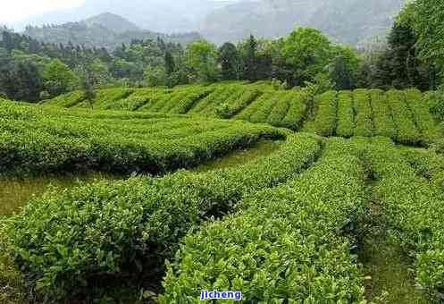 顶山茶有哪些特点,请简要分析，探秘顶山茶：特别特点全面解析