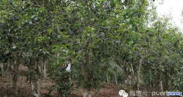 探究格朗和古树茶的特别特点及价格