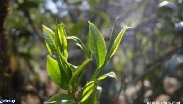 古树秋茶的口感，品尝古树秋茶：特别的口感体验