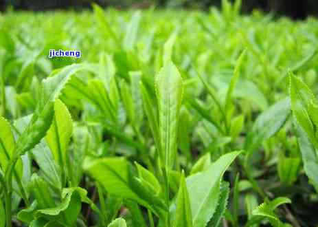 蒸青散茶的特点-蒸青散茶的特点是什么