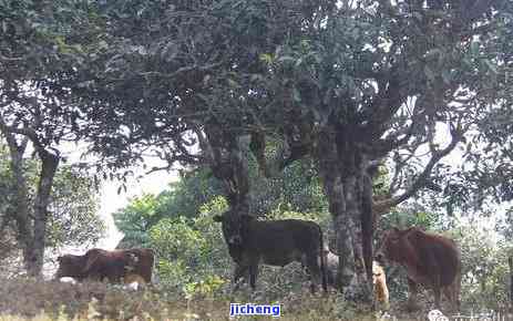 以下哪个是古人对茶的雅称，古人对茶的雅称：你知道几个？