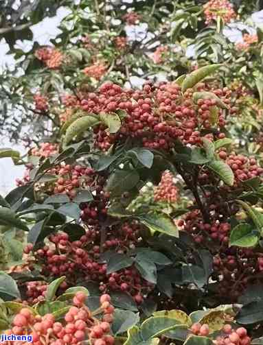 湖南人用来泡茶喝的花椒是什么？