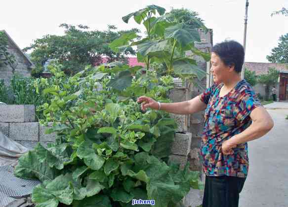 全面解析：根泡茶的功效作用、禁忌与实证研究