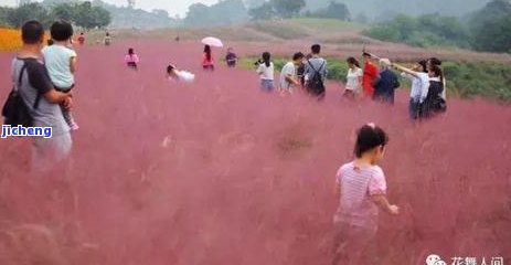 野菊花草泡茶：功效、作用及禁忌全解析