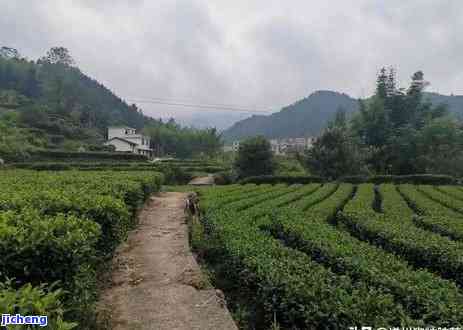 专门喝茶的桌子图片，品味茶香：专门喝茶的桌子图片欣