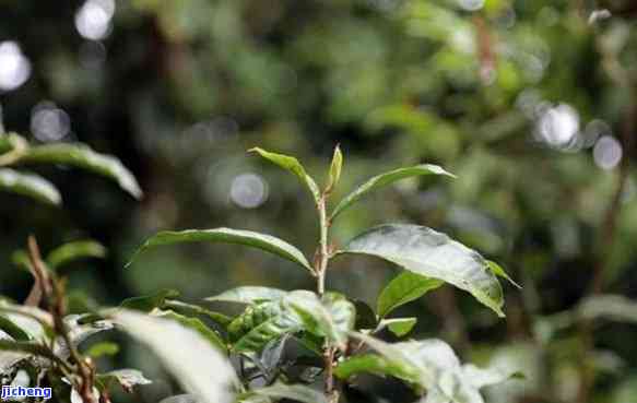 落叶茶叶：落叶茶树的香气与美丽，茶叶落叶的特别泡法与图片展示，落叶红茶的美味探索