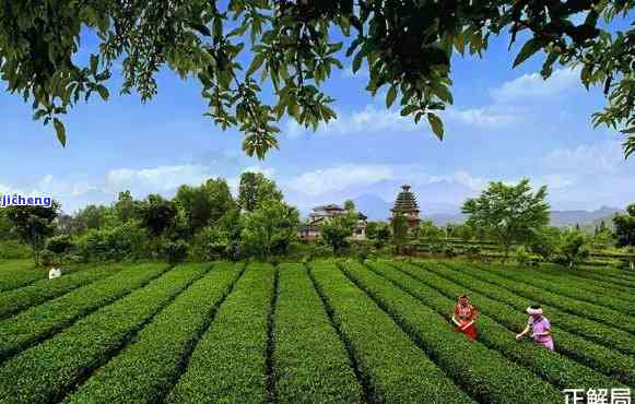 天门山茶区，探访中国天门山茶区：品味千年茶文化的魅力