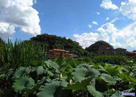 文山喝茶的地方哪里好，探寻文山的品茶之地