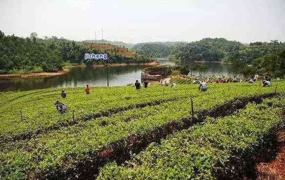 宜宾喝茶的地方：推荐好去处、景点与休闲之地