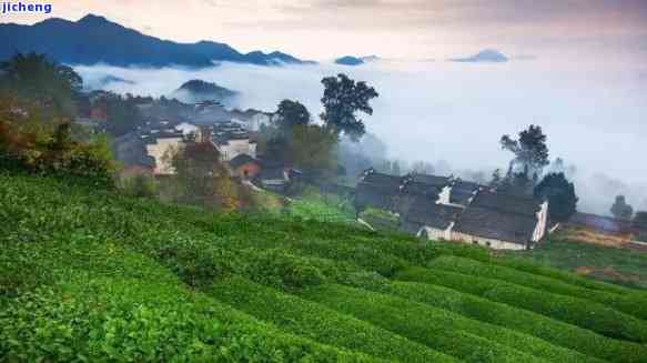 山喝茶的地方-山喝茶的地方叫什么