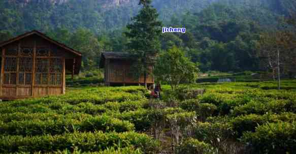 山喝茶的地方-山喝茶的地方叫什么