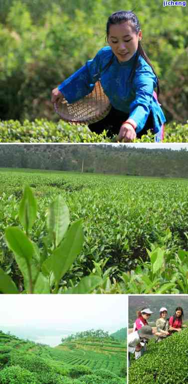 制作红茶的步骤是什么？详解红茶制作全过程及方法教程视频