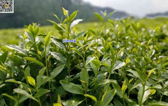 门红茶树种槠叶种视频，探索门红茶的魅力：深入了解槠叶种红茶树种的视频